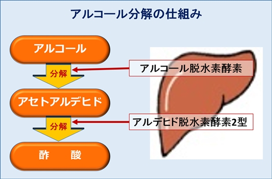 アルコール分解の仕組み